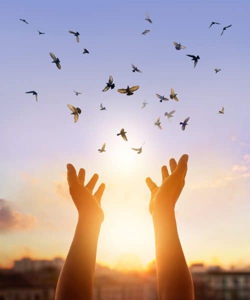 Birds